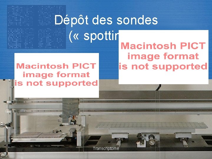 Dépôt des sondes ( « spotting » ) Transcriptome 