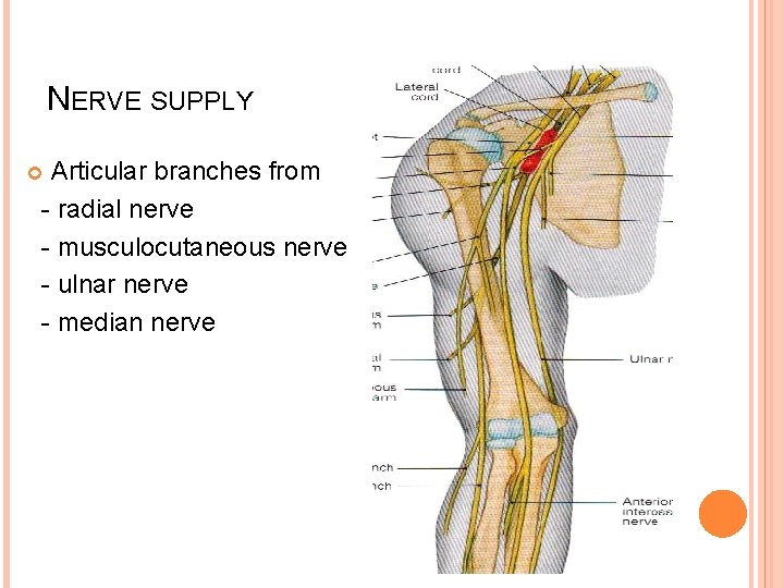 NERVE SUPPLY Articular branches from - radial nerve - musculocutaneous nerve - ulnar nerve