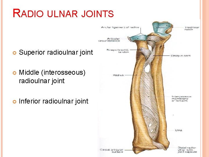 RADIO ULNAR JOINTS Superior radioulnar joint Middle (interosseous) radioulnar joint Inferior radioulnar joint 