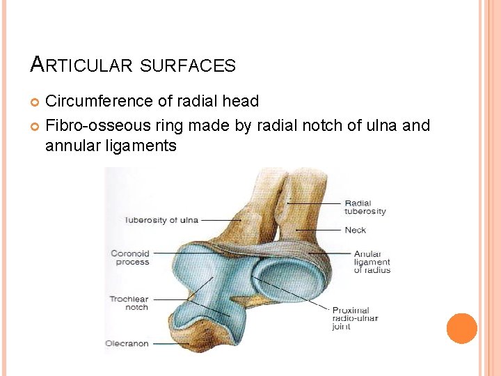 ARTICULAR SURFACES Circumference of radial head Fibro-osseous ring made by radial notch of ulna