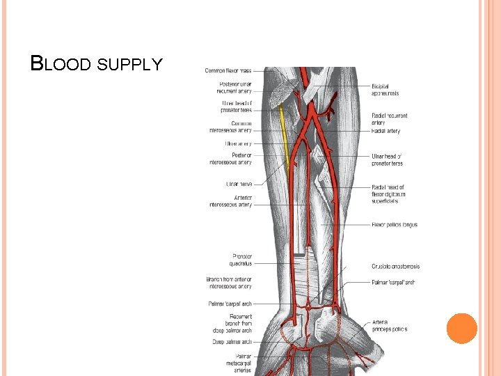 BLOOD SUPPLY 