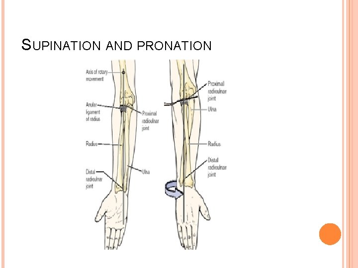 SUPINATION AND PRONATION 