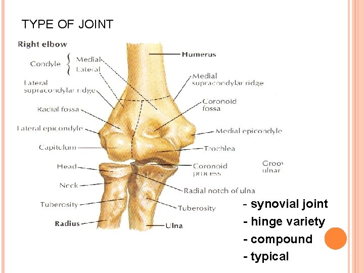 TYPE OF JOINT - synovial joint - hinge variety - compound - typical 