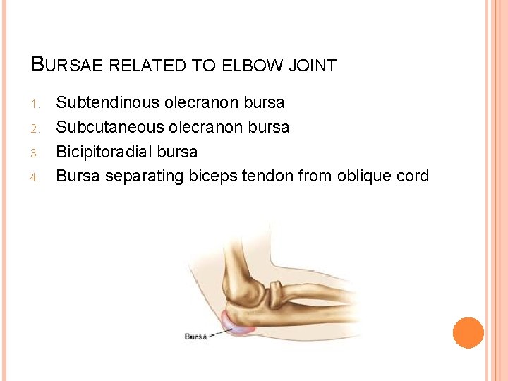 BURSAE RELATED TO ELBOW JOINT 1. 2. 3. 4. Subtendinous olecranon bursa Subcutaneous olecranon