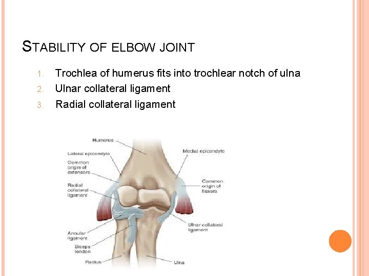 STABILITY OF ELBOW JOINT 1. 2. 3. Trochlea of humerus fits into trochlear notch