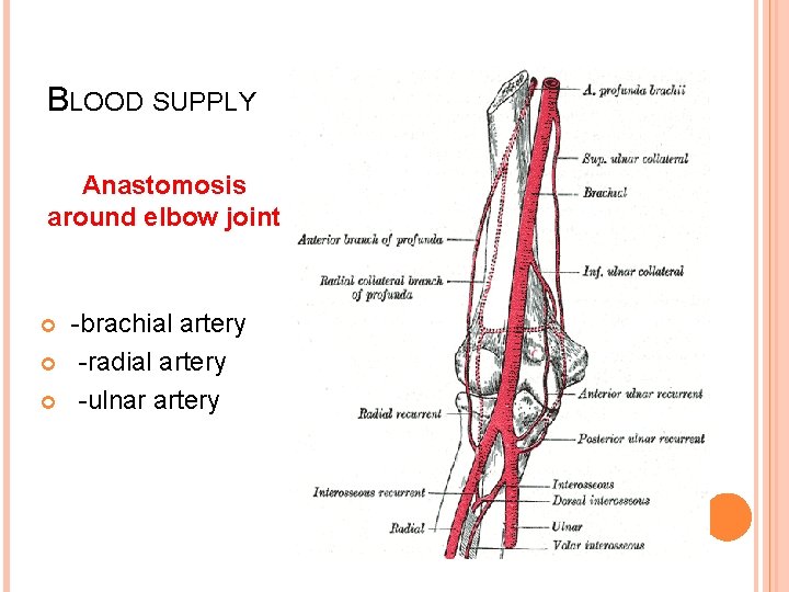 BLOOD SUPPLY Anastomosis around elbow joint -brachial artery -radial artery -ulnar artery 