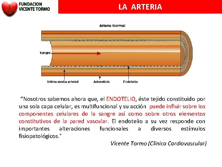 LA ARTERIA “Nosotros sabemos ahora que, el ENDOTELIO, éste tejido constituido por una sola