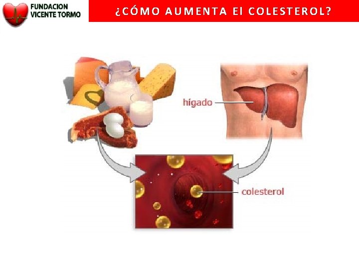 ¿CÓMO AUMENTA El COLESTEROL? 