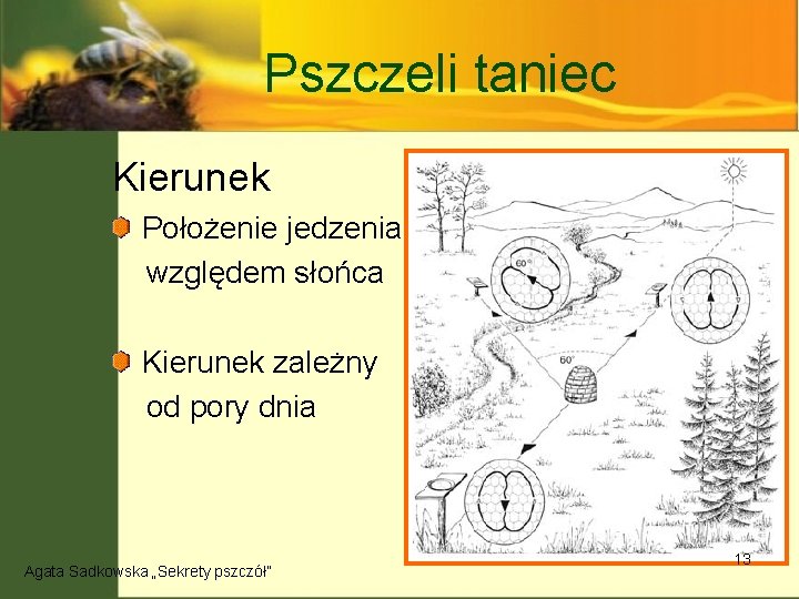 Pszczeli taniec Kierunek Położenie jedzenia względem słońca Kierunek zależny od pory dnia Agata Sadkowska