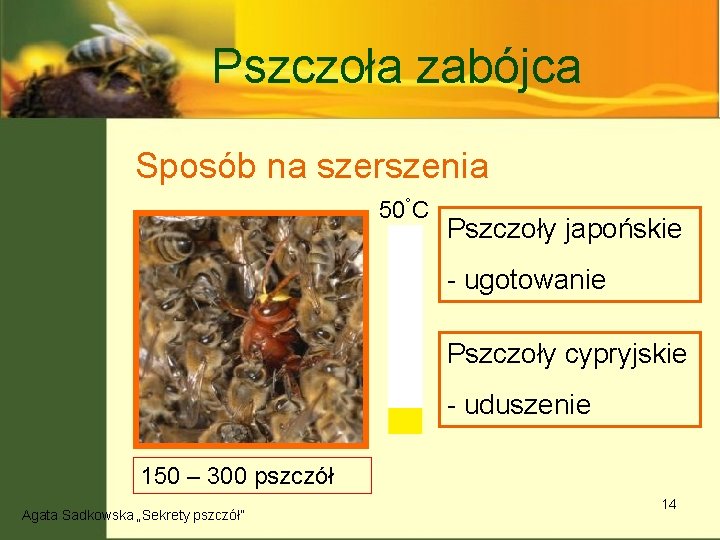 Pszczoła zabójca Sposób na szerszenia 50°C Pszczoły japońskie - ugotowanie Pszczoły cypryjskie - uduszenie