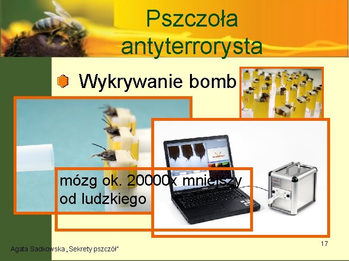 Pszczoła antyterrorysta Wykrywanie bomb Rozpoznawanie twarzy mózg ok. 20000 x mniejszy od ludzkiego Agata