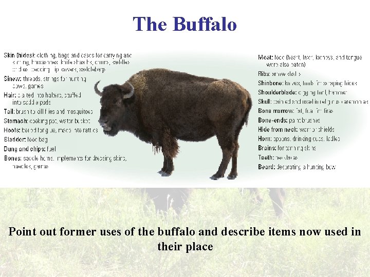 The Buffalo Point out former uses of the buffalo and describe items now used