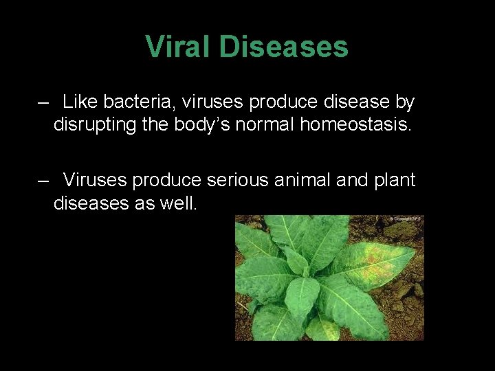 Viral Diseases – Like bacteria, viruses produce disease by disrupting the body’s normal homeostasis.