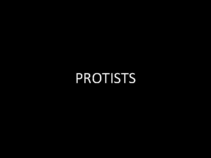 PROTISTS 