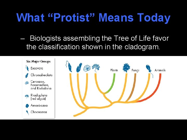 What “Protist” Means Today – Biologists assembling the Tree of Life favor the classification
