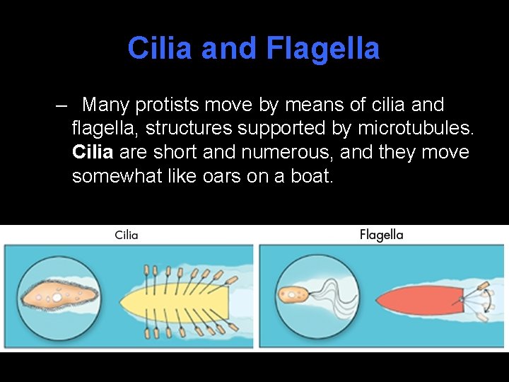 Cilia and Flagella – Many protists move by means of cilia and flagella, structures