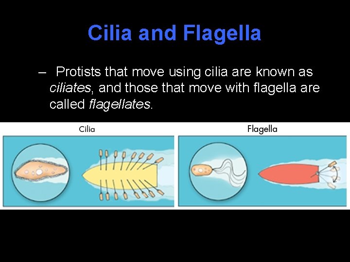 Cilia and Flagella – Protists that move using cilia are known as ciliates, and