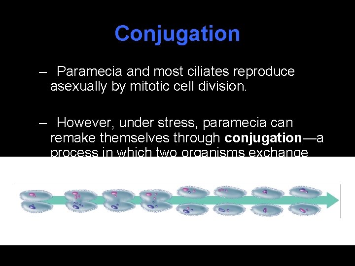 Conjugation – Paramecia and most ciliates reproduce asexually by mitotic cell division. – However,