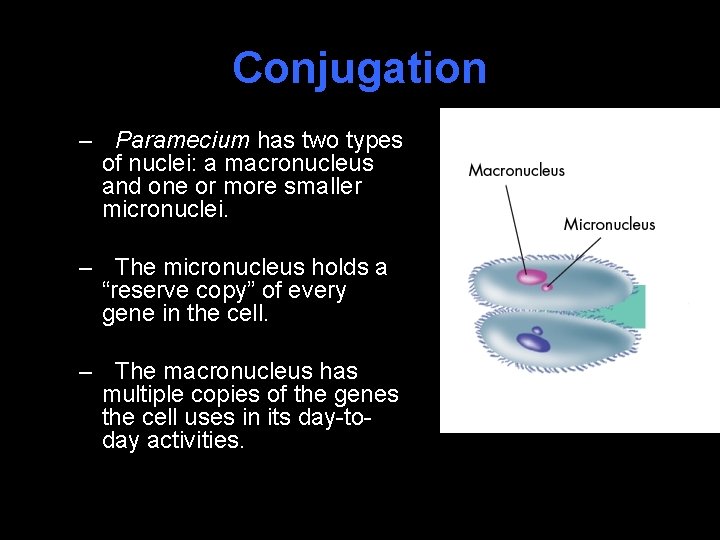 Conjugation – Paramecium has two types of nuclei: a macronucleus and one or more