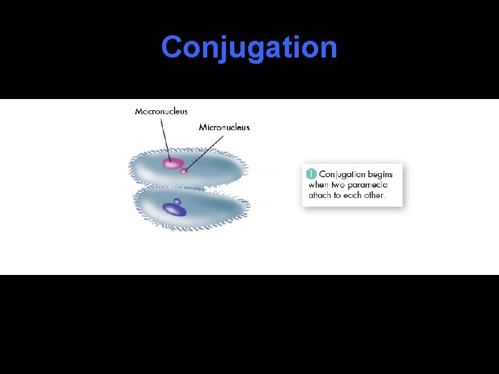 Conjugation 