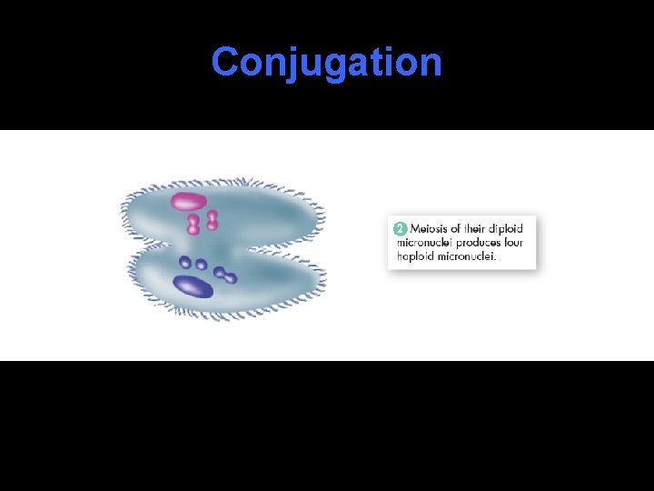 Conjugation 