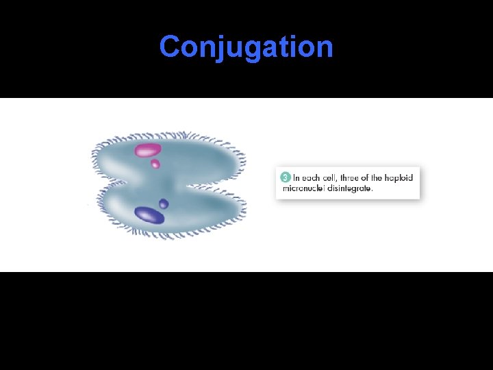 Conjugation 