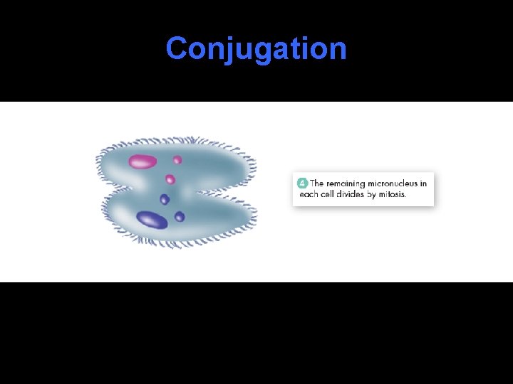 Conjugation 