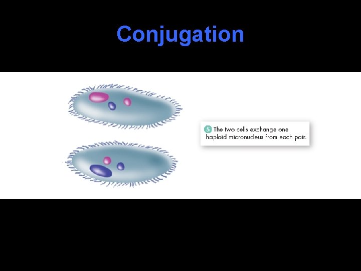 Conjugation 