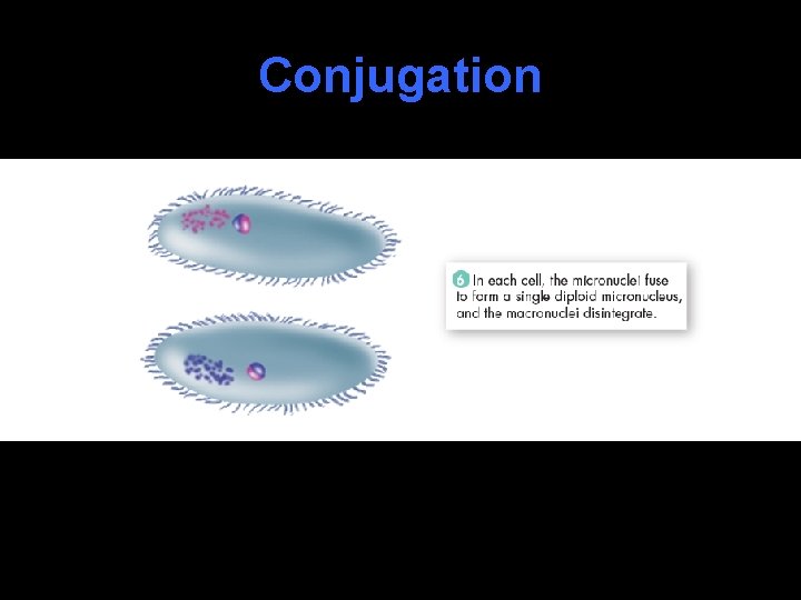 Conjugation 