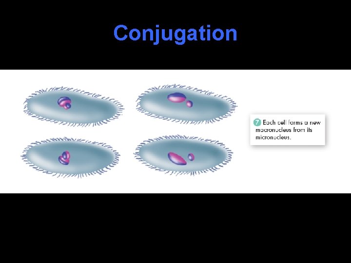 Conjugation 