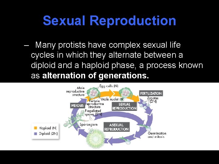 Sexual Reproduction – Many protists have complex sexual life cycles in which they alternate