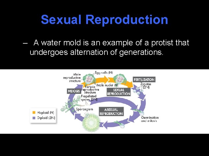 Sexual Reproduction – A water mold is an example of a protist that undergoes