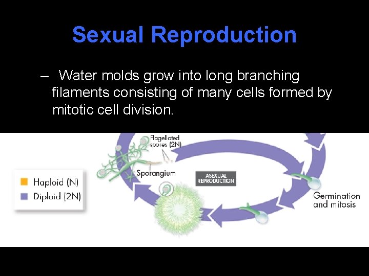 Sexual Reproduction – Water molds grow into long branching filaments consisting of many cells