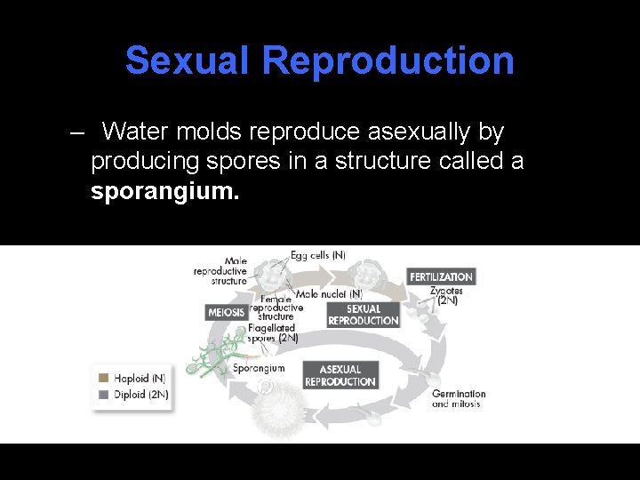 Sexual Reproduction – Water molds reproduce asexually by producing spores in a structure called