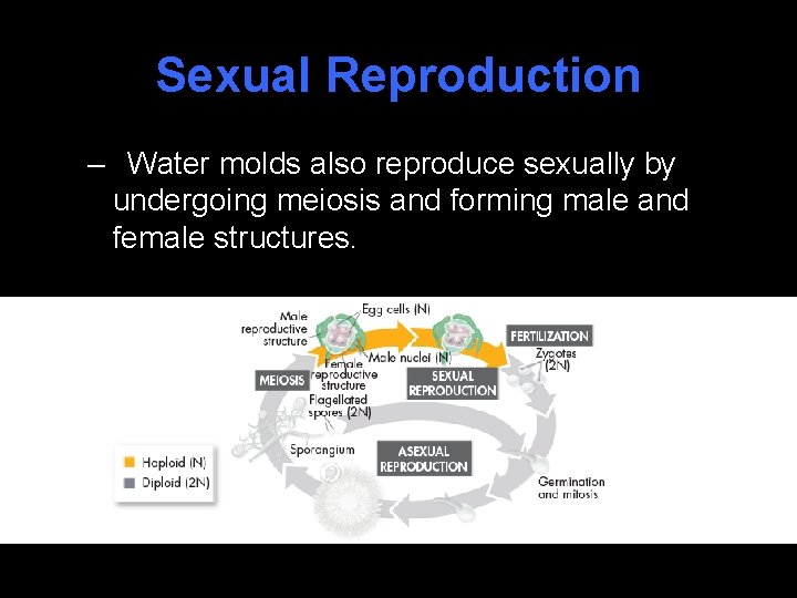 Sexual Reproduction – Water molds also reproduce sexually by undergoing meiosis and forming male