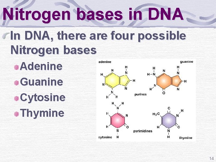 Nitrogen bases in DNA In DNA, there are four possible Nitrogen bases Adenine Guanine