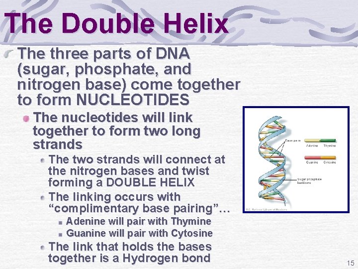 The Double Helix The three parts of DNA (sugar, phosphate, and nitrogen base) come