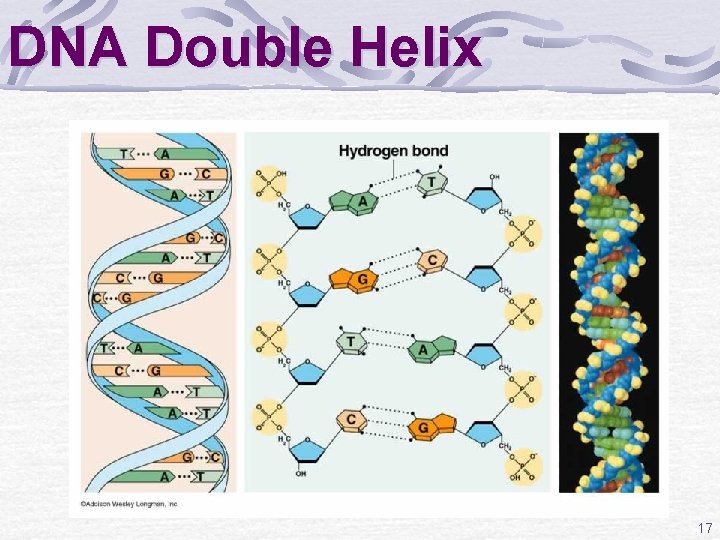 DNA Double Helix 17 