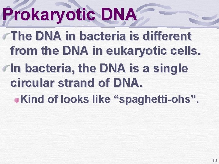 Prokaryotic DNA The DNA in bacteria is different from the DNA in eukaryotic cells.