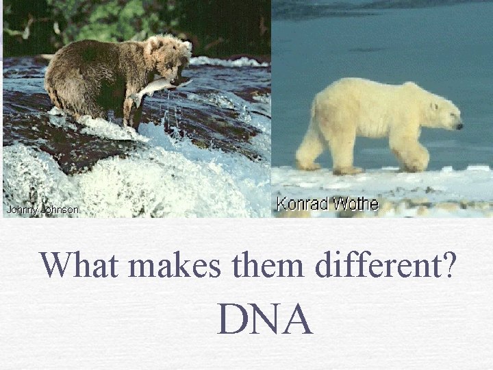 What makes them different? DNA 