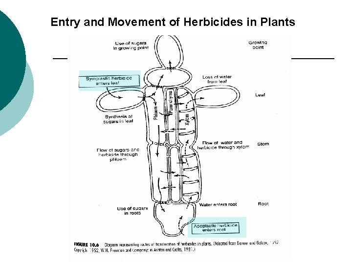 Entry and Movement of Herbicides in Plants 