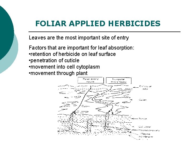 FOLIAR APPLIED HERBICIDES Leaves are the most important site of entry Factors that are