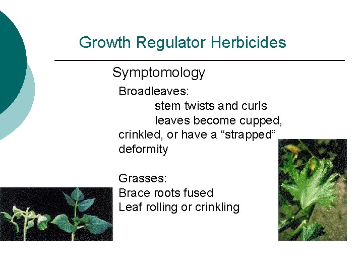 Growth Regulator Herbicides Symptomology Broadleaves: stem twists and curls leaves become cupped, crinkled, or