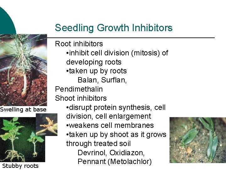 Seedling Growth Inhibitors Swelling at base Stubby roots Root inhibitors • inhibit cell division