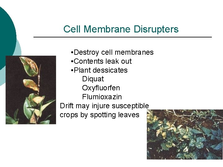 Cell Membrane Disrupters • Destroy cell membranes • Contents leak out • Plant dessicates