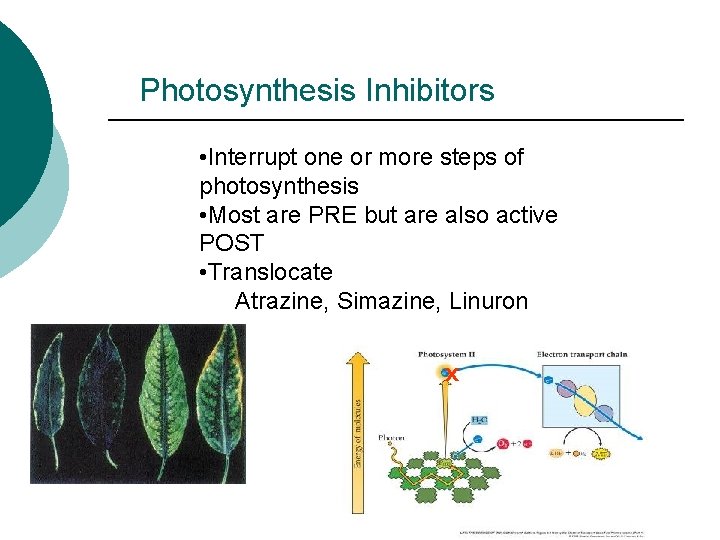 Photosynthesis Inhibitors • Interrupt one or more steps of photosynthesis • Most are PRE