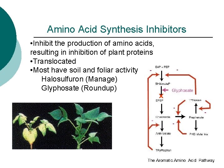 Amino Acid Synthesis Inhibitors • Inhibit the production of amino acids, resulting in inhibition