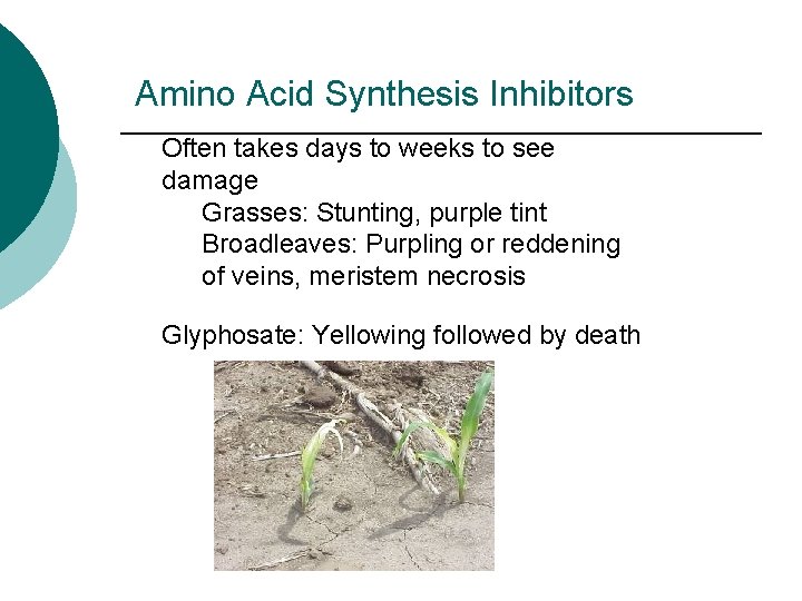 Amino Acid Synthesis Inhibitors Often takes days to weeks to see damage Grasses: Stunting,