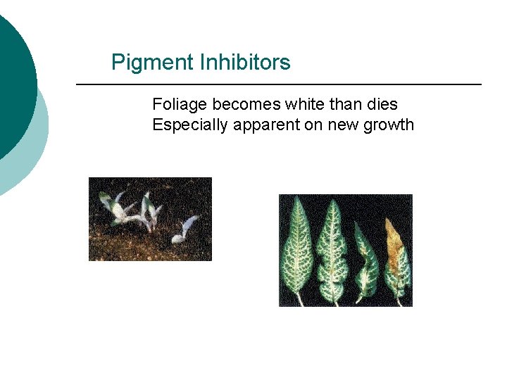 Pigment Inhibitors Foliage becomes white than dies Especially apparent on new growth 