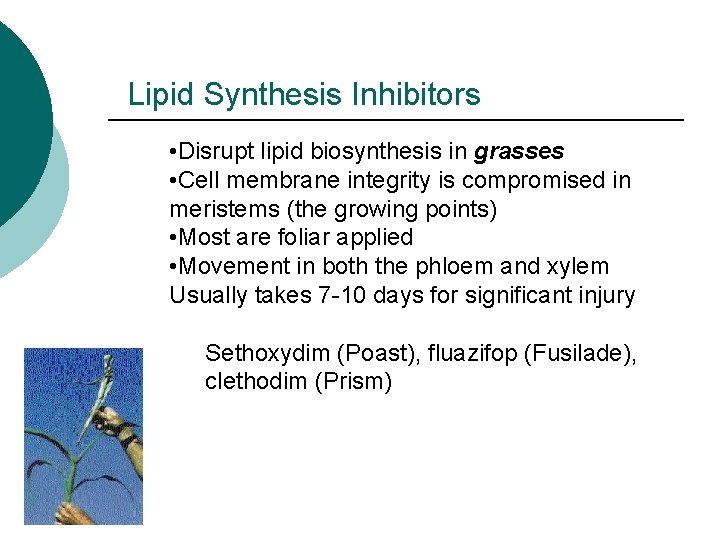 Lipid Synthesis Inhibitors • Disrupt lipid biosynthesis in grasses • Cell membrane integrity is